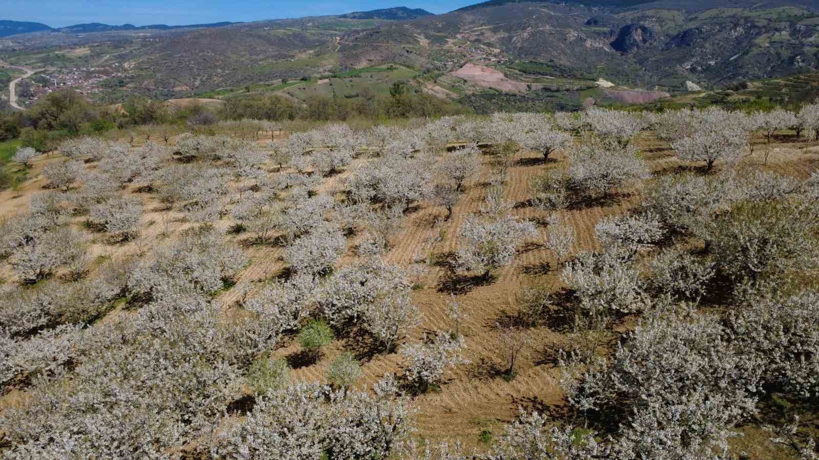 Demirci’de 800 bin kiraz ağacı çiçek açtı
