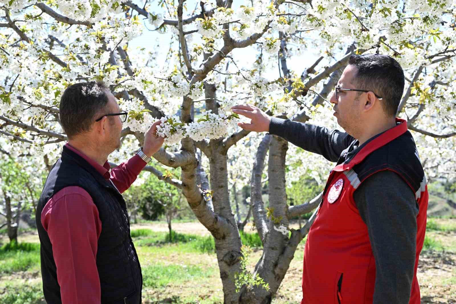 Demirci’de 800 bin kiraz ağacı çiçek açtı
