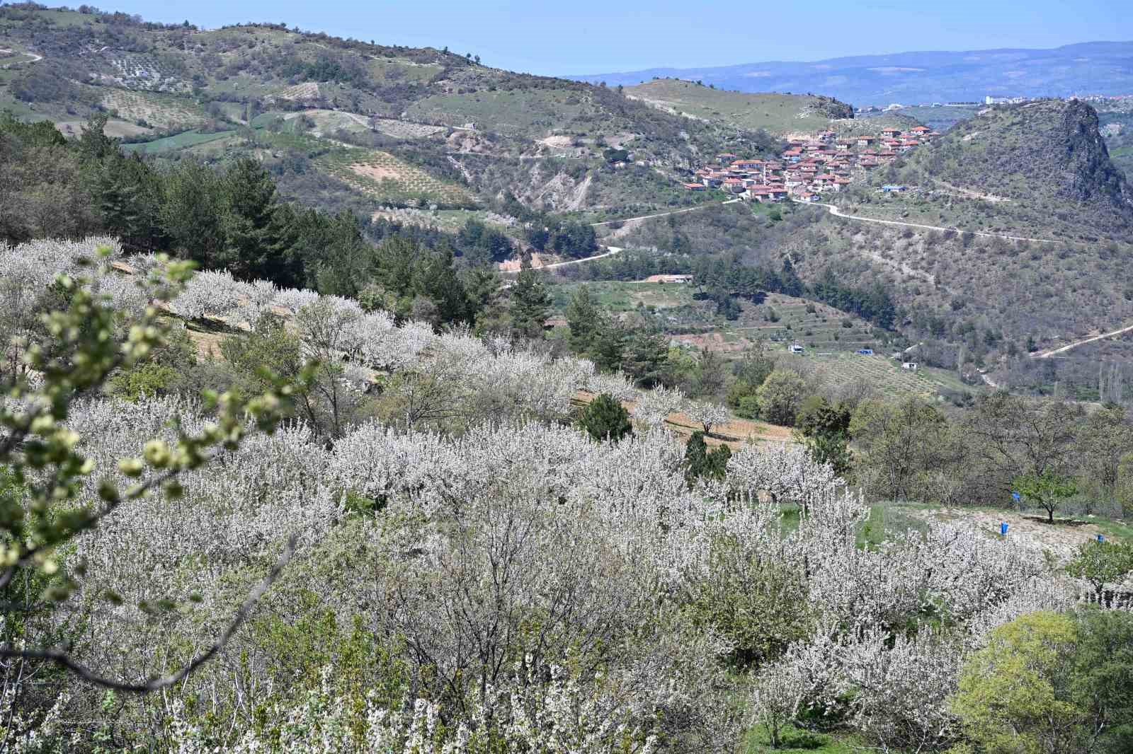 Demirci’de 800 bin kiraz ağacı çiçek açtı
