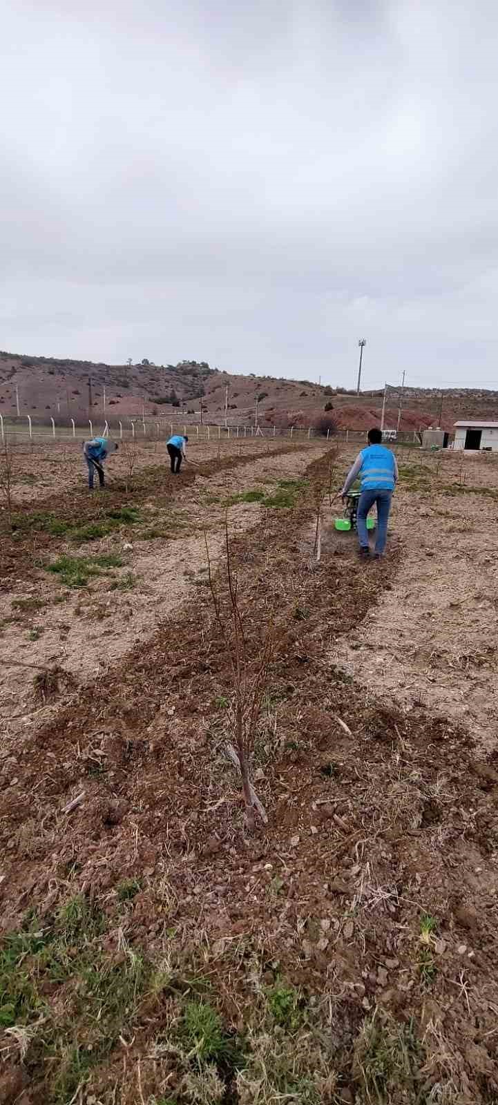 Denetimli serbestlik yükümlüleri ’Adalet Ormanı’nda meyve yetiştiriyor
