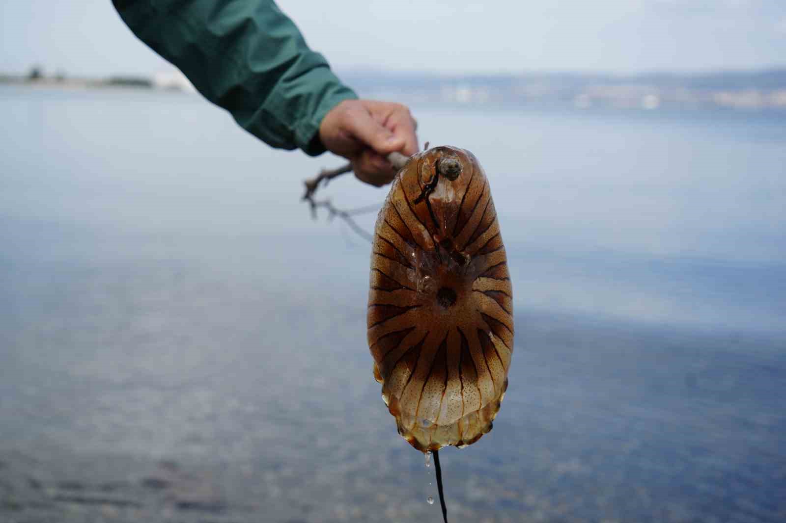 Denizde bu türü görürseniz sakın yaklaşmayın
Denizde bu türü görürseniz sakın yaklaşmayın