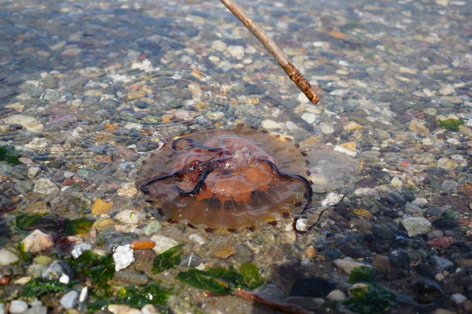 Denizde bu türü görürseniz sakın yaklaşmayın
Denizde bu türü görürseniz sakın yaklaşmayın