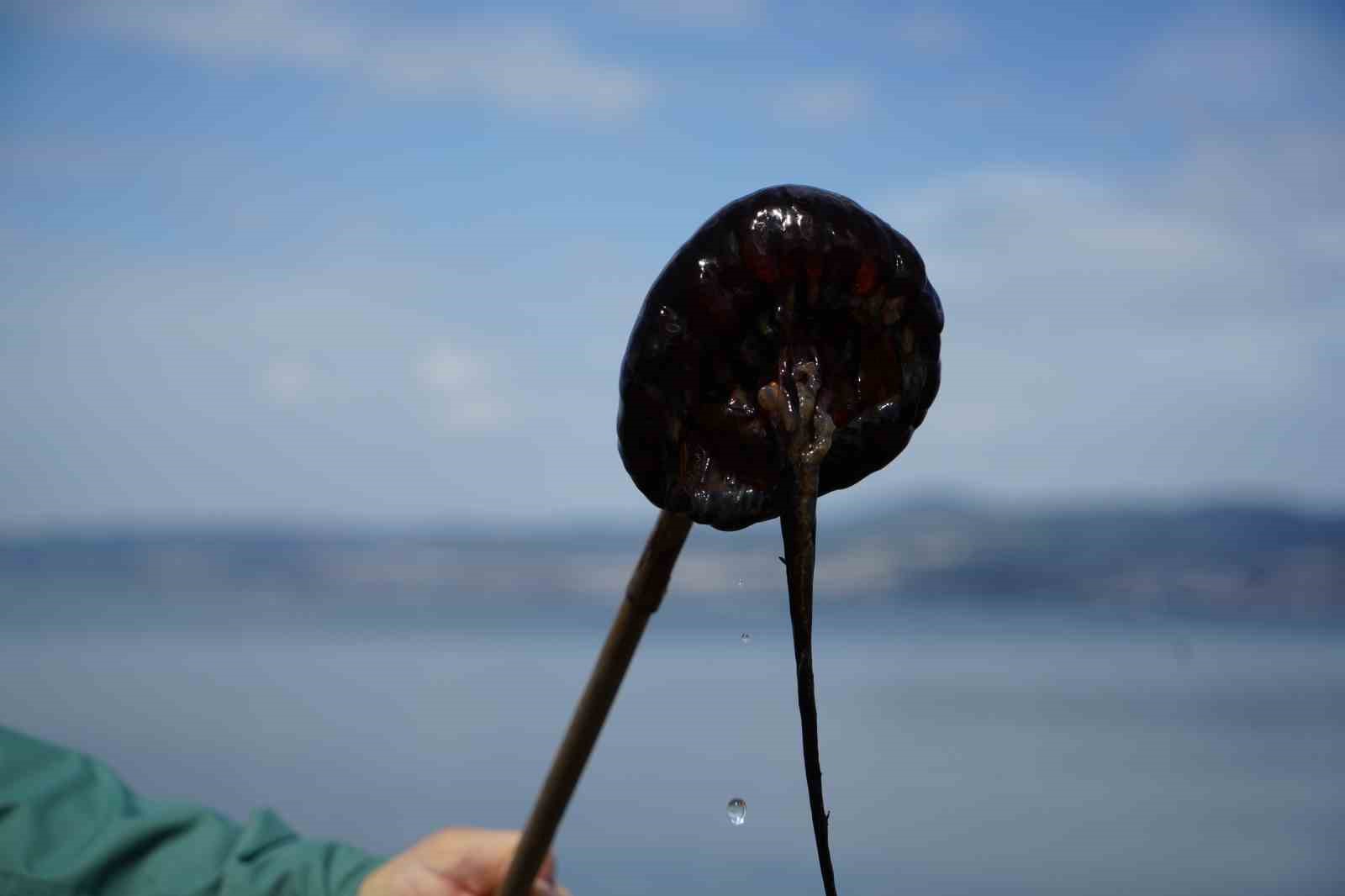 Denizde bu türü görürseniz sakın yaklaşmayın
Denizde bu türü görürseniz sakın yaklaşmayın