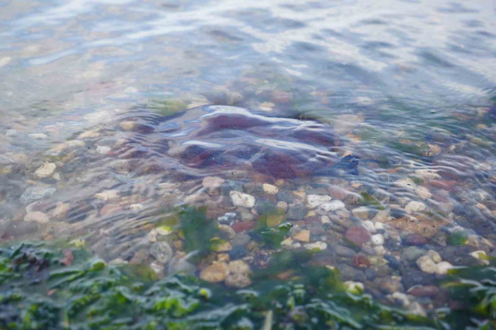 Denizde bu türü görürseniz sakın yaklaşmayın
Denizde bu türü görürseniz sakın yaklaşmayın