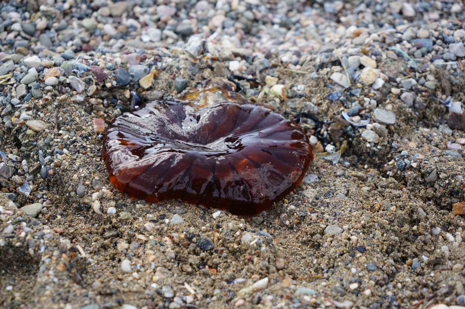 Denizde bu türü görürseniz sakın yaklaşmayın
Denizde bu türü görürseniz sakın yaklaşmayın
