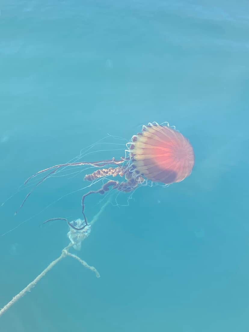 Denizde bu türü görürseniz sakın yaklaşmayın
Denizde bu türü görürseniz sakın yaklaşmayın