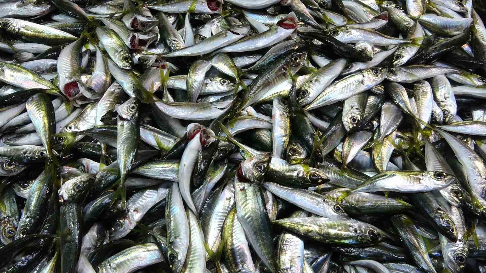 Denizdeki fırtına avını etkilese de balık fiyatlarını etkilemedi
Denizdeki fırtına avını etkilese de balık fiyatlarını etkilemedi