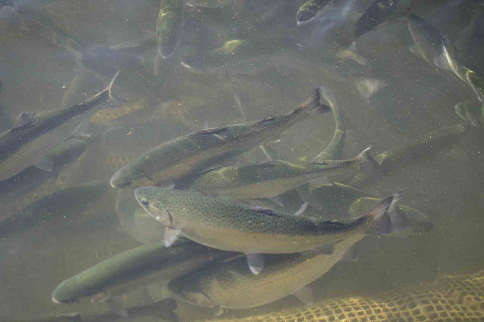 Denizi olmayan Gümüşhane’de alabalık üretimi 2 bin tona ulaştı
