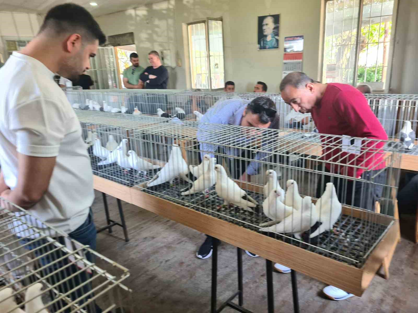 Denizli azman güvercinleri güzellikleriyle mest etti
