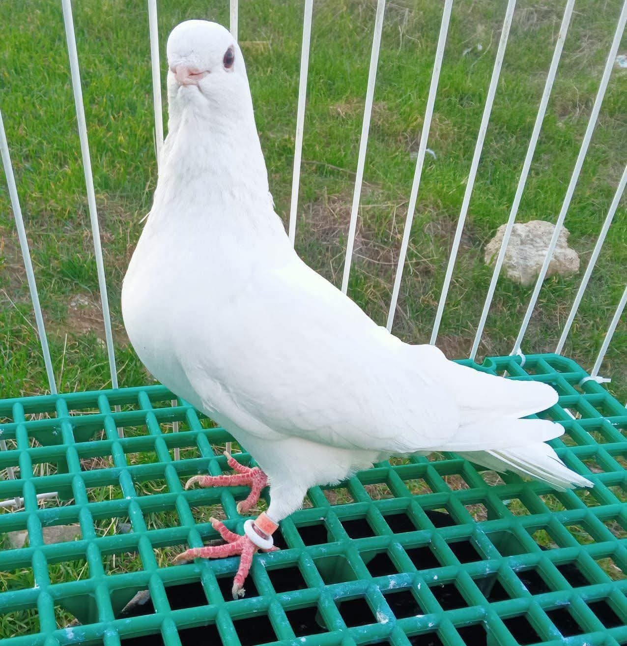 Denizli azman güvercinleri güzellikleriyle mest etti
