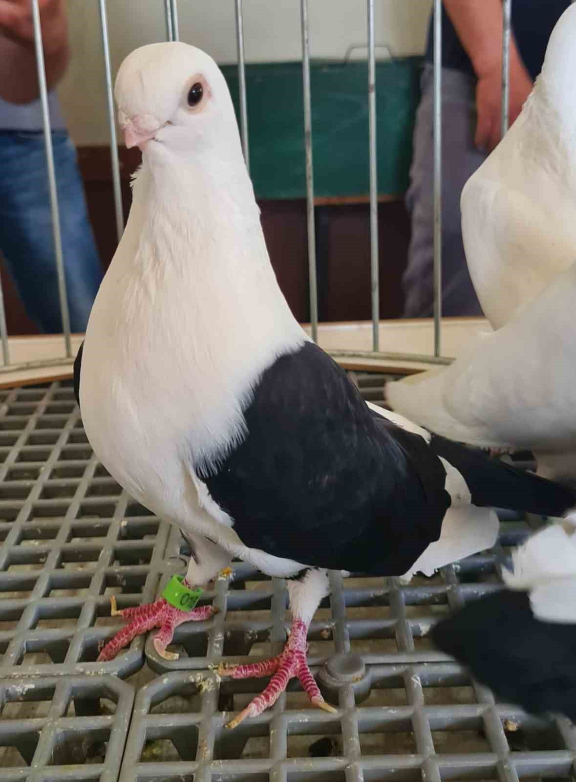 Denizli azman güvercinleri güzellikleriyle mest etti
