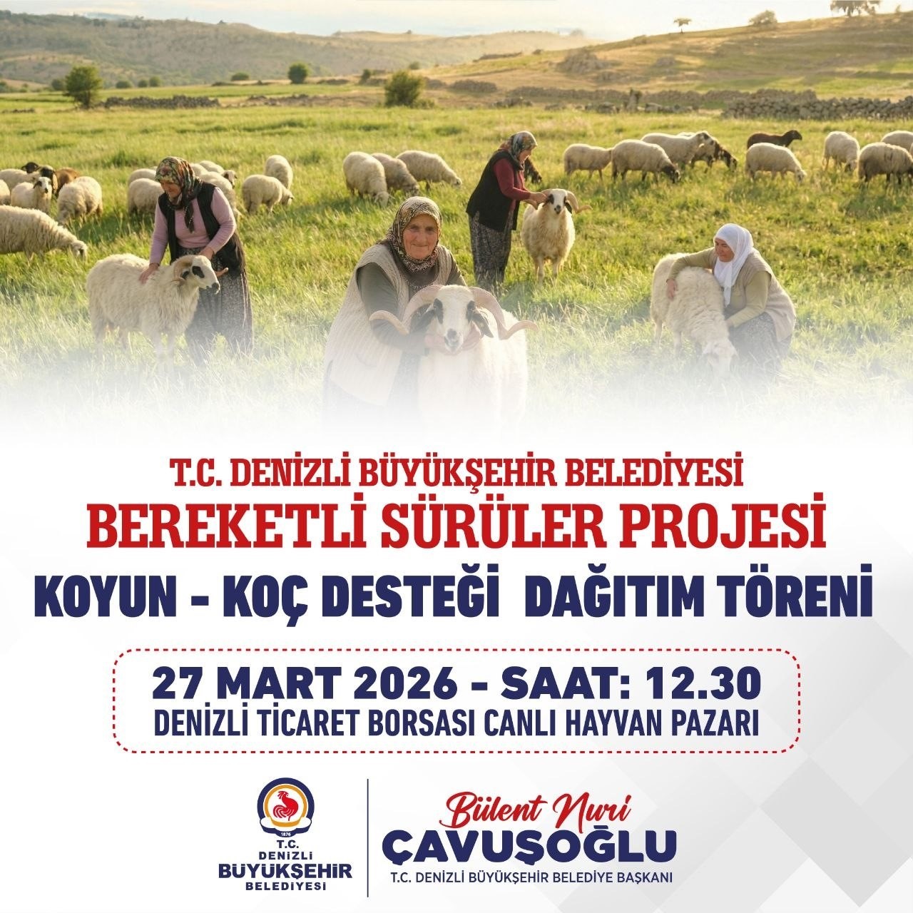 Denizli Büyükşehir 582 üreticiye 1200 adet koyun ve koç dağıtacak
