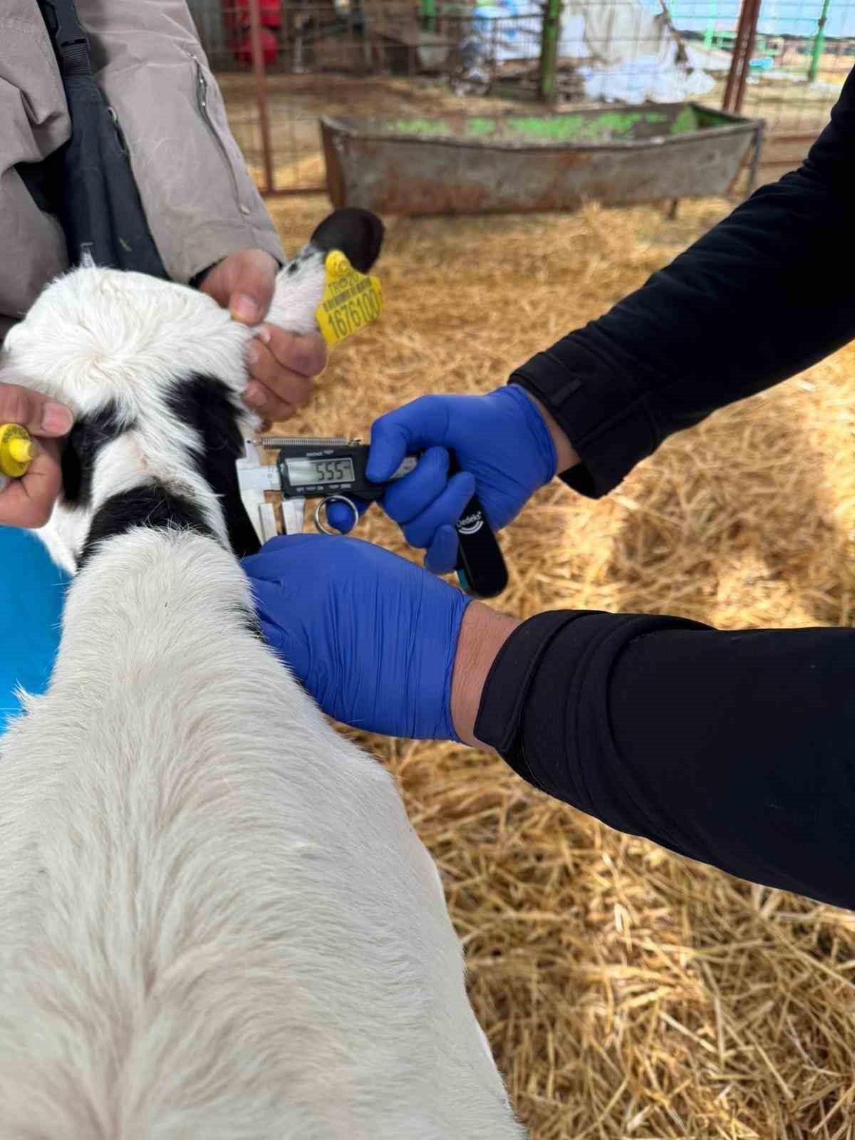 Denizli hayvancılığında sağlık, üretim ve güç bir arada
