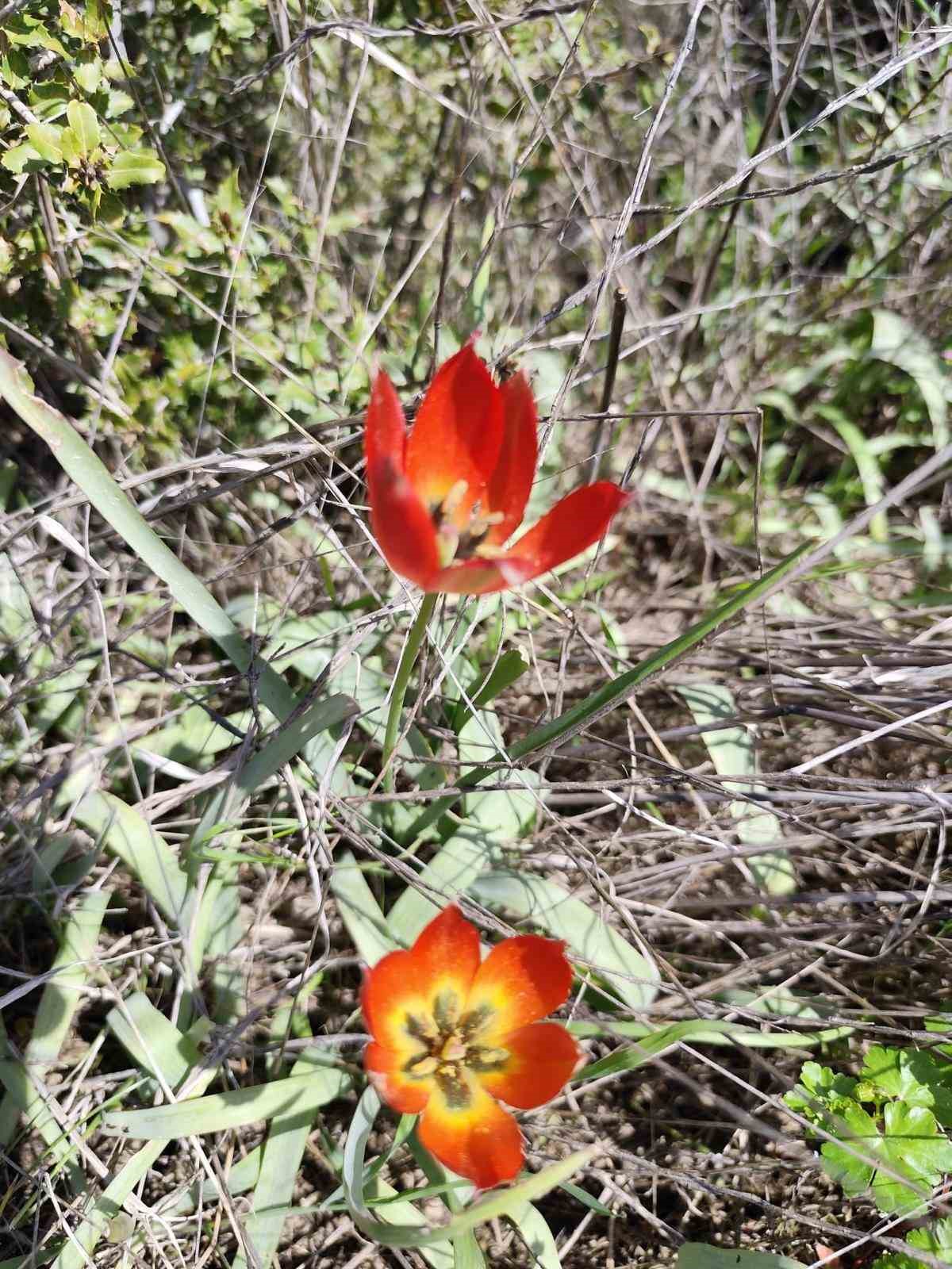 Denizli’de anemon lalesi yetişti
