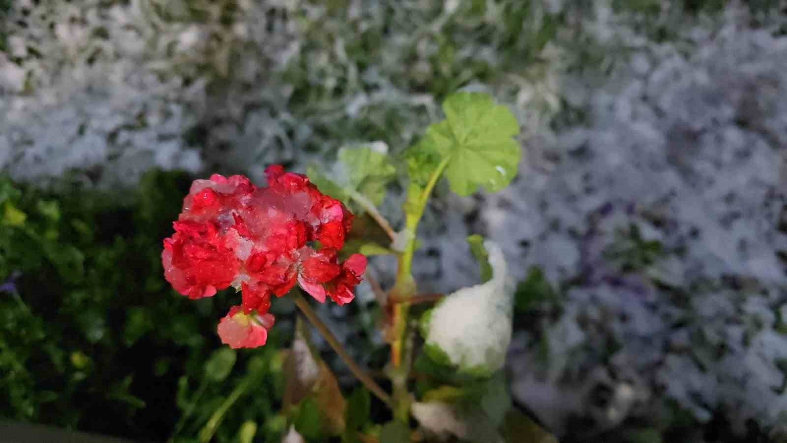 Denizli’de baharda yağan lapa lapa kar araçları yolda bıraktı
