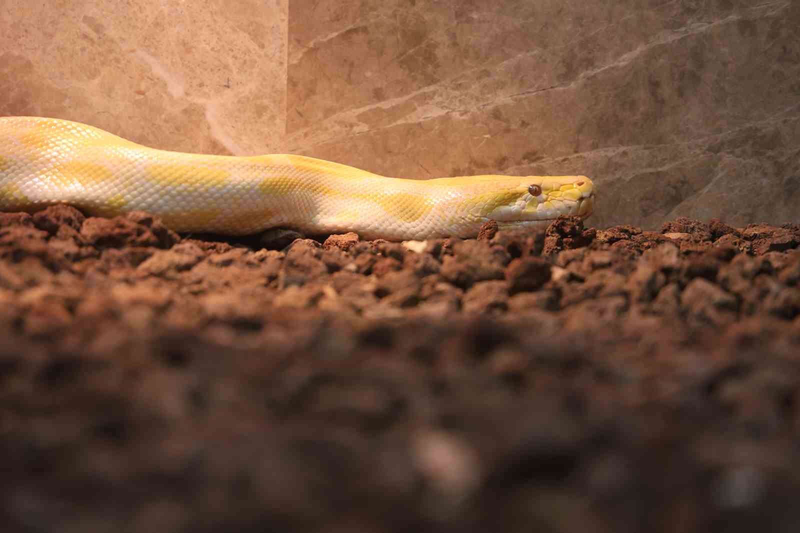 Denizli’de el konulan nesli tehlike altındaki piton Konya’da koruma altına alındı
