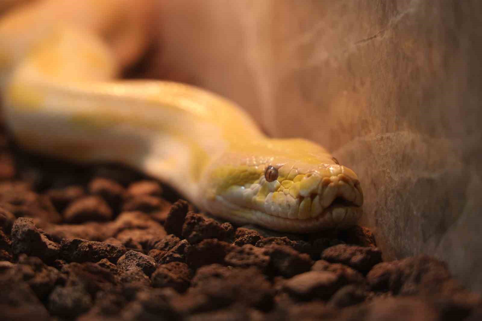 Denizli’de el konulan nesli tehlike altındaki piton Konya’da koruma altına alındı
