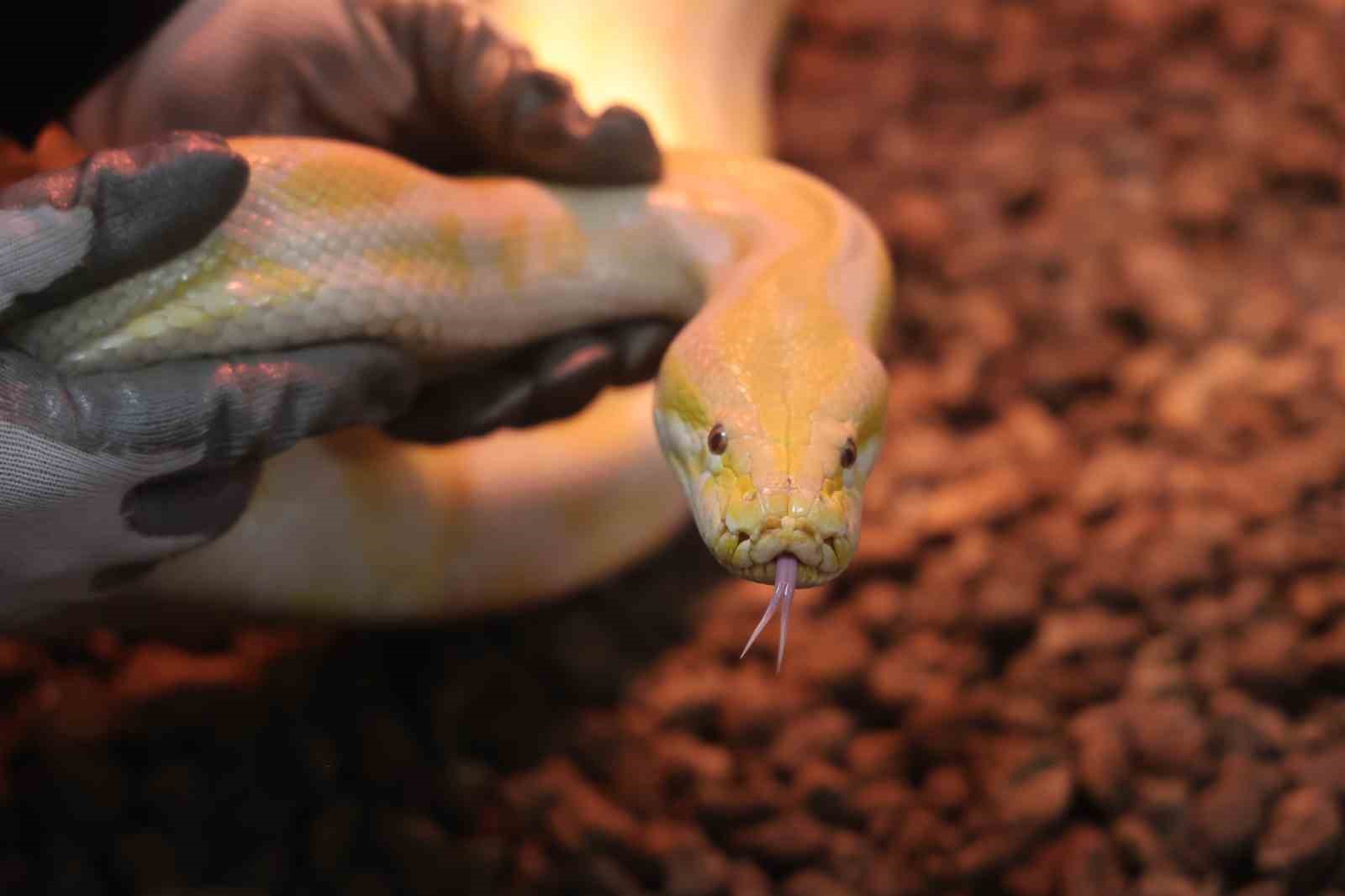 Denizli’de el konulan nesli tehlike altındaki piton Konya’da koruma altına alındı
