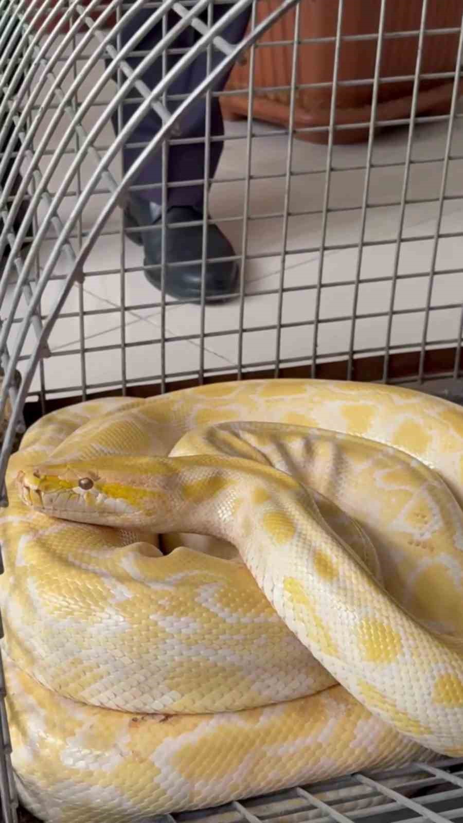 Denizli’de gösteride kullanılan nesli tehlike altındaki piton koruma altına alındı
