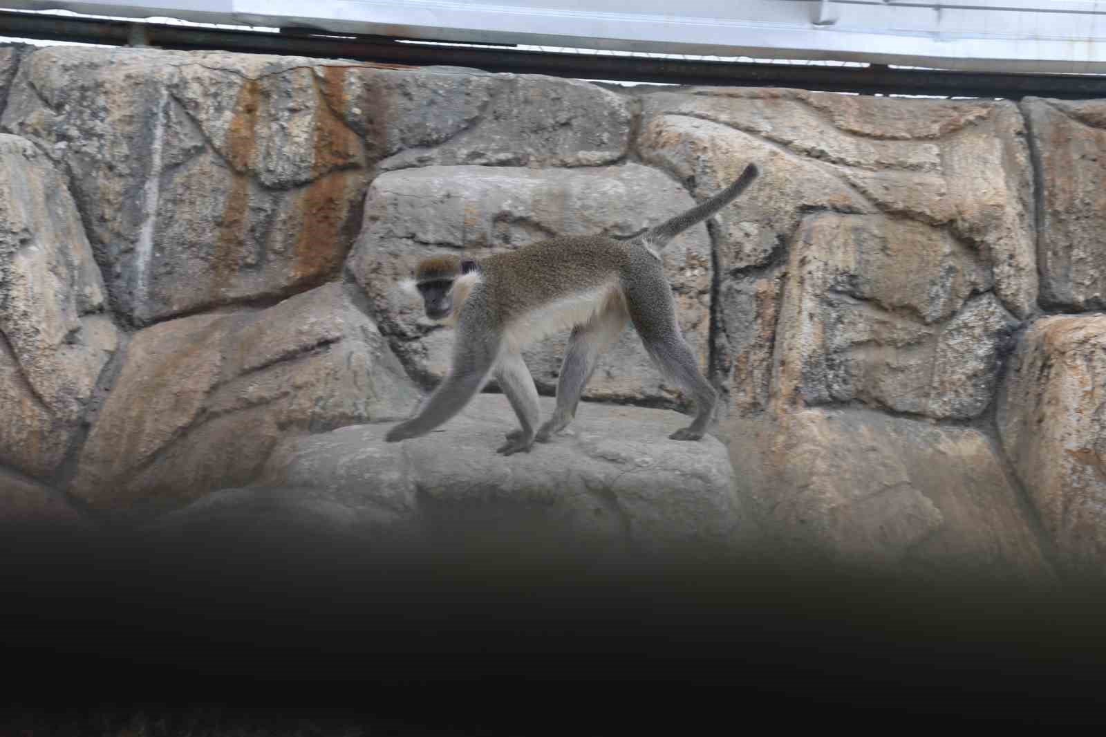 Denizli’de yakalanan maymun Konya’da hayvanat bahçesine teslim edildi
