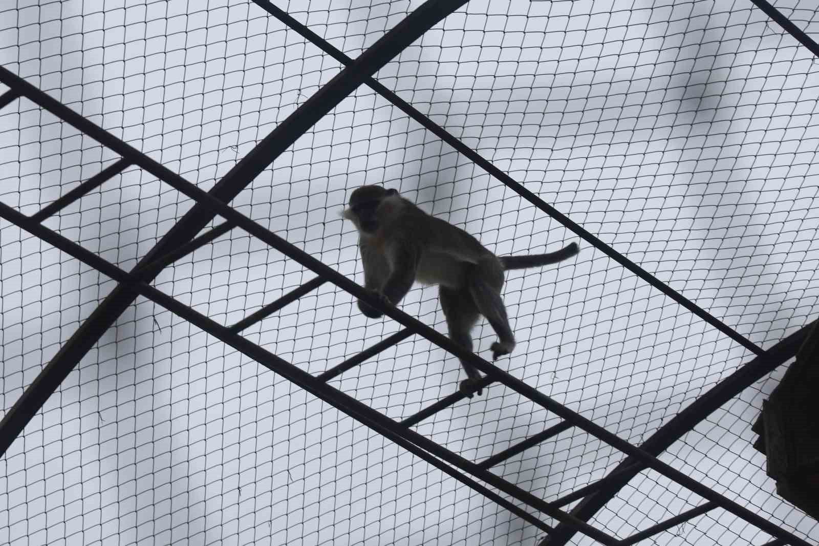 Denizli’de yakalanan maymun Konya’da hayvanat bahçesine teslim edildi
