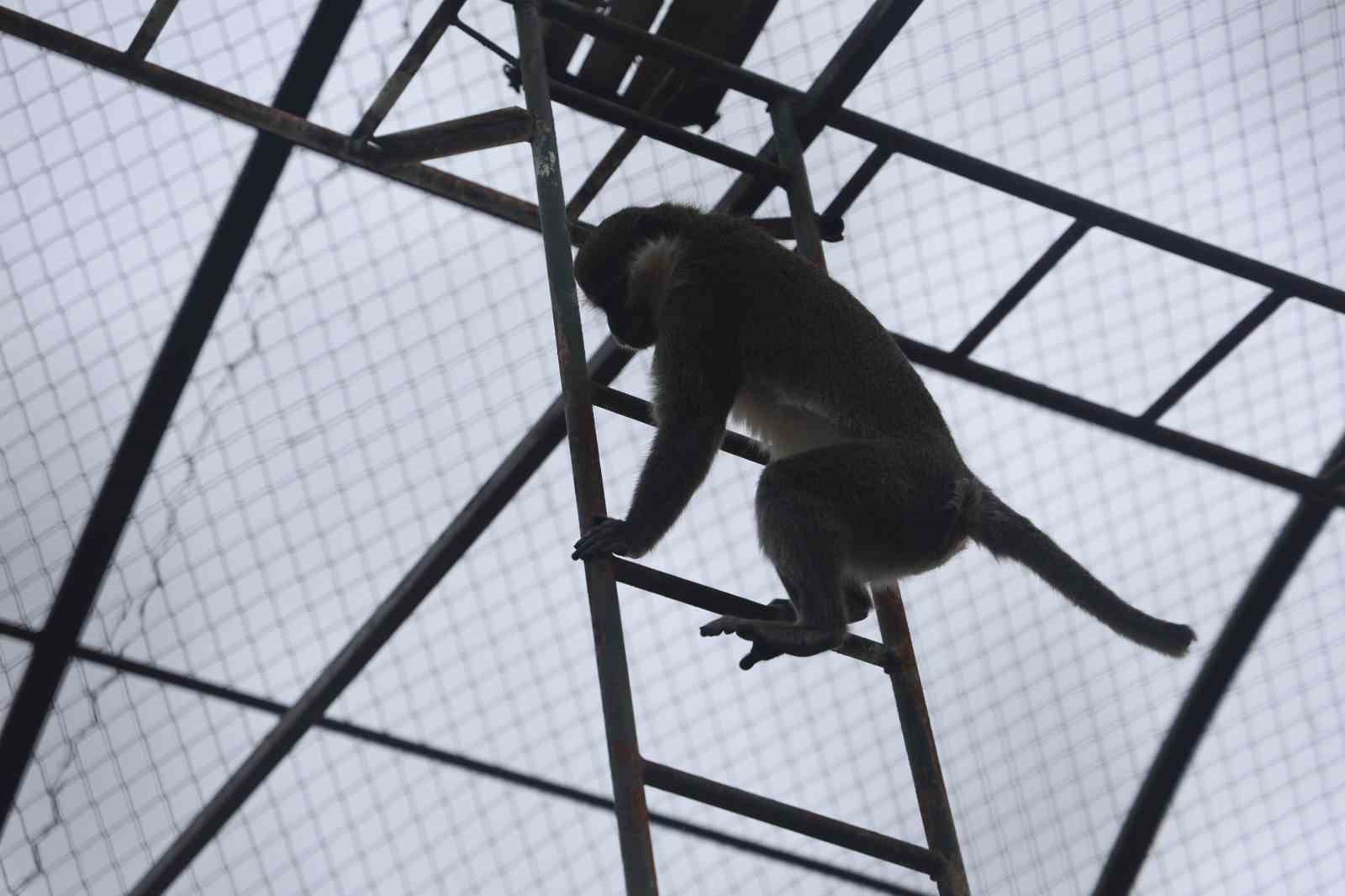 Denizli’de yakalanan maymun Konya’da hayvanat bahçesine teslim edildi
