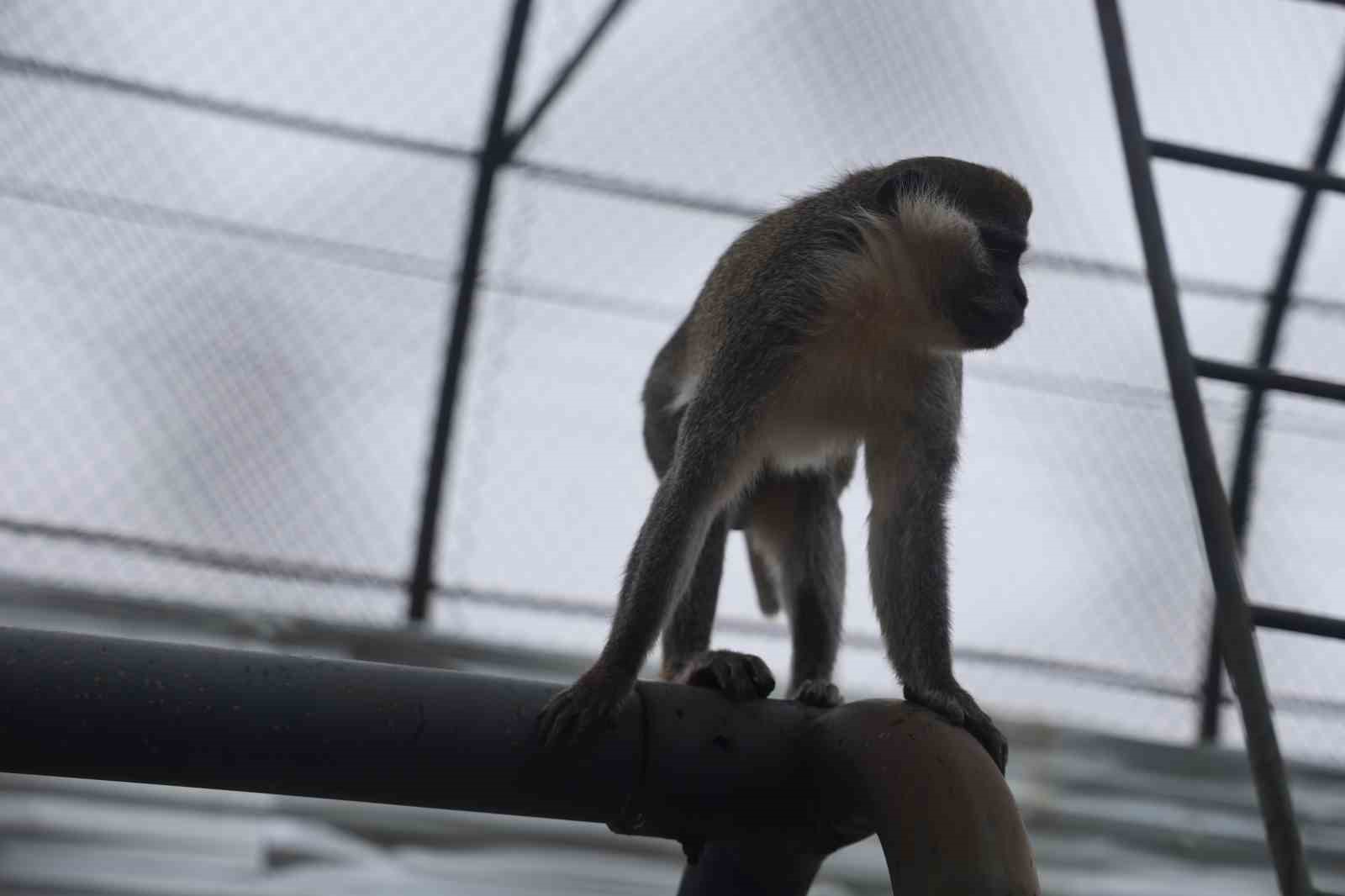 Denizli’de yakalanan maymun Konya’da hayvanat bahçesine teslim edildi
