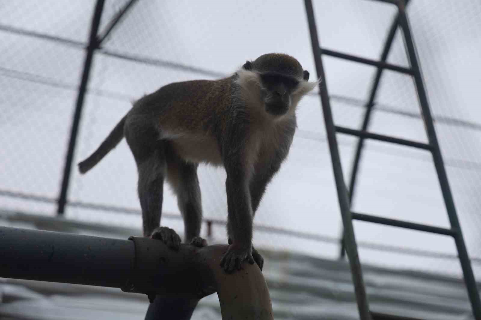 Denizli’de yakalanan maymun Konya’da hayvanat bahçesine teslim edildi
