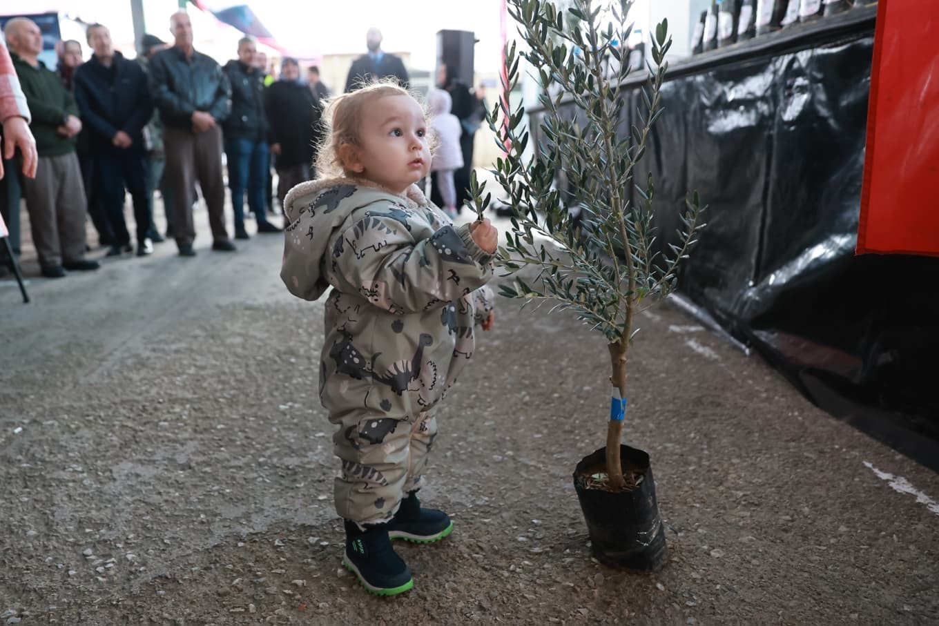 Denizli’nin 19 ilçesinde 84 bin zeytin fidanı üreticilere dağıtıldı

