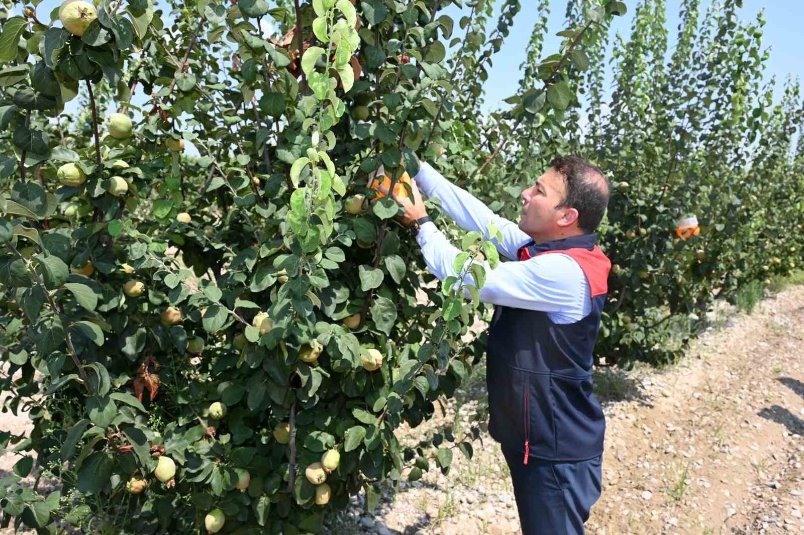 Denizli’nin 2025 bitkisel üretim tablosu yüz güldürdü
Denizli’nin 2025 bitkisel üretim tablosu yüz güldürdü