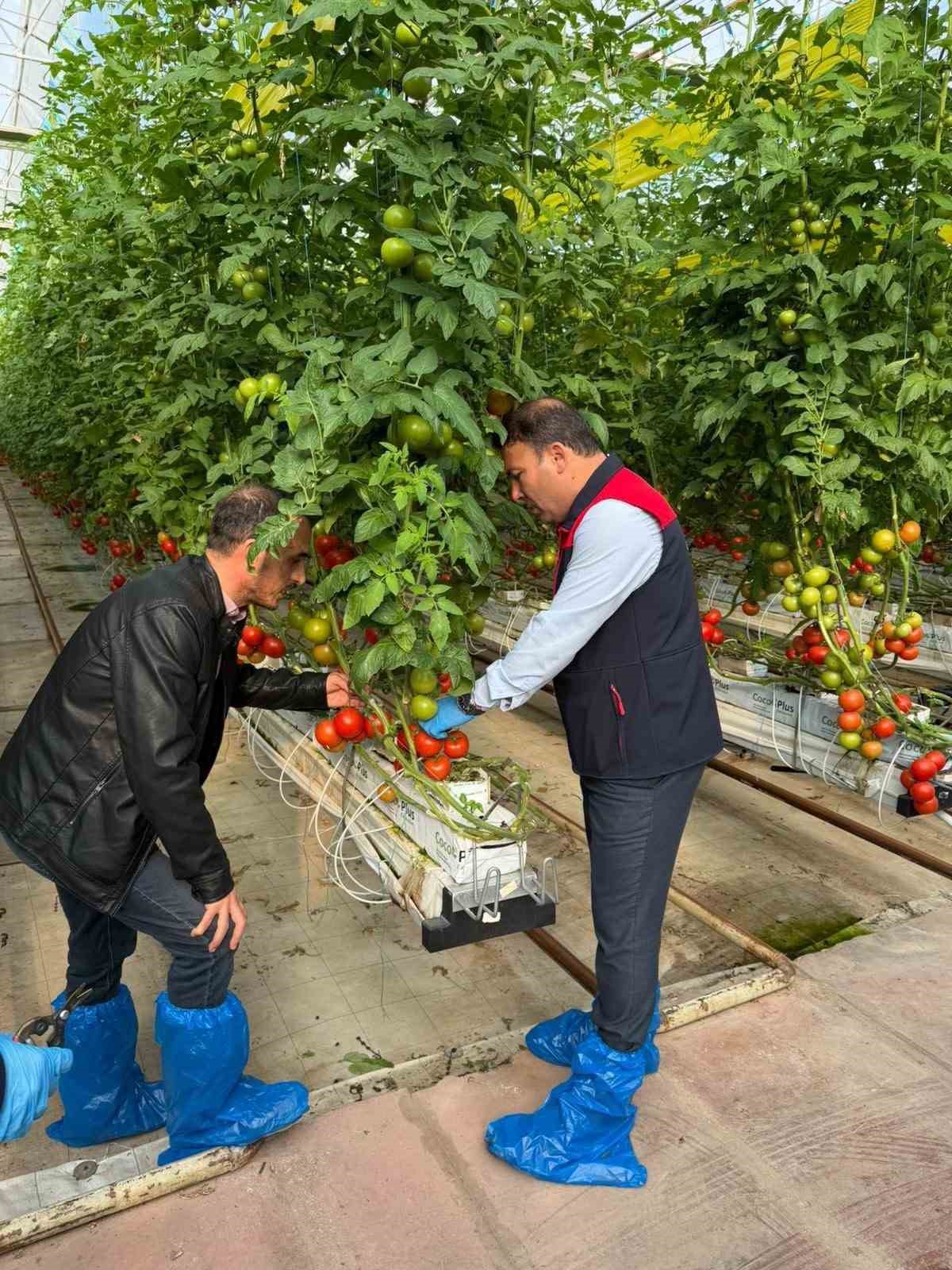 Denizli’nin 2025 bitkisel üretim tablosu yüz güldürdü
Denizli’nin 2025 bitkisel üretim tablosu yüz güldürdü