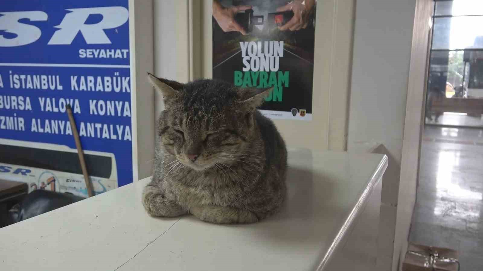 Depremde kaybolan ve 44 gün sonra ‘Kadir’ diyerek bulabildiği otogarın maskotu kedisine gözü gibi bakıyor
