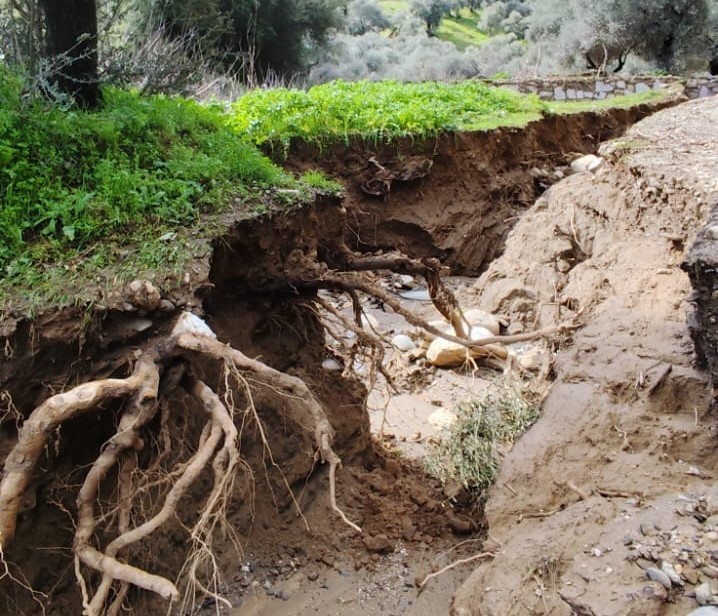 Dere suları yön değiştirdi, zeytinlikte ikinci yatak oluştu
