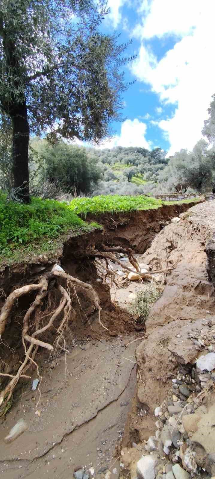 Dere suları yön değiştirdi, zeytinlikte ikinci yatak oluştu
