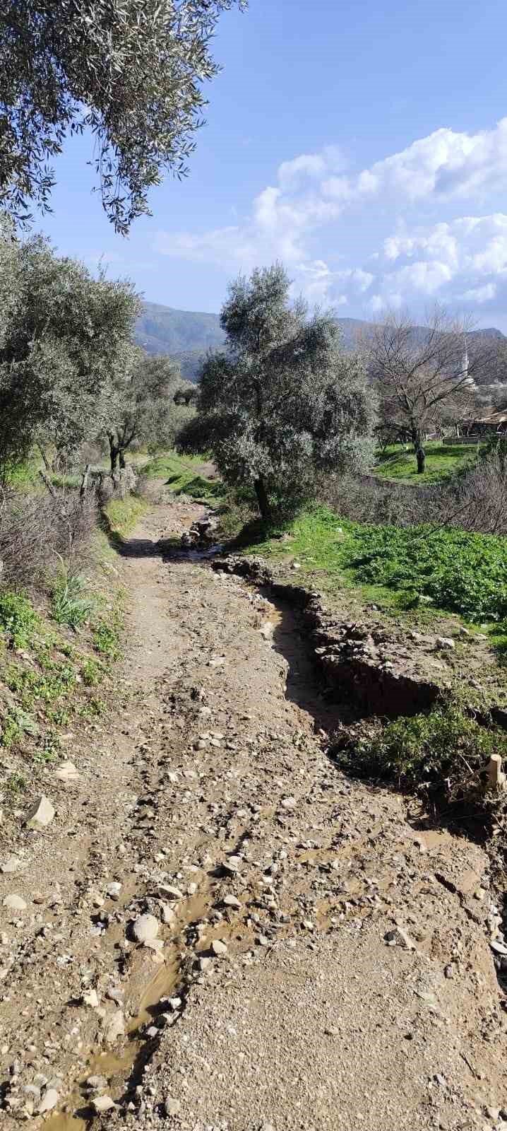 Dere suları yön değiştirdi, zeytinlikte ikinci yatak oluştu
