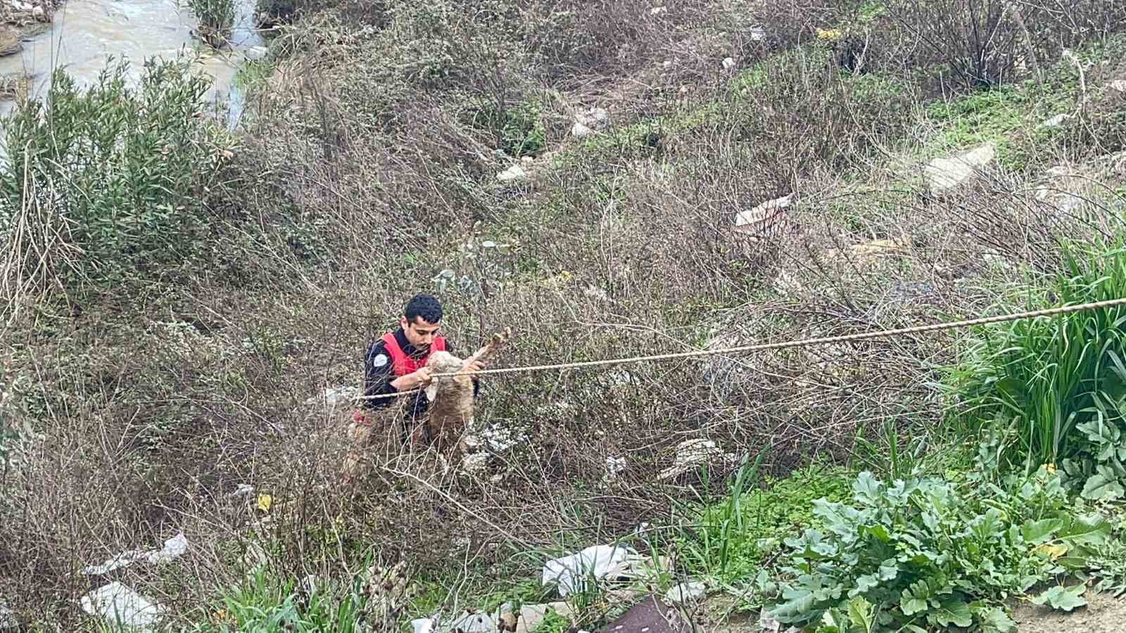 Dere yatağına düşen oğlağı kurtarmak isteyen kadın mahsur kaldı
