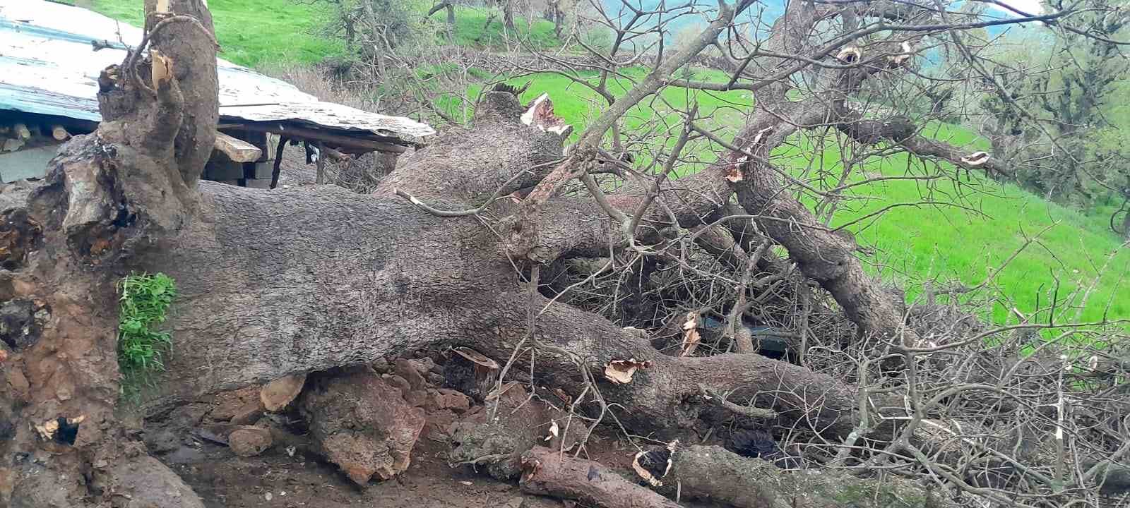 Derecik’te üzerine ağaç devrilen ağıldaki 4 keçi telef oldu
