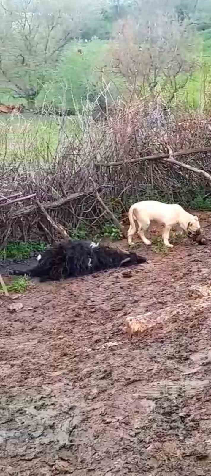 Derecik’te üzerine ağaç devrilen ağıldaki 4 keçi telef oldu

