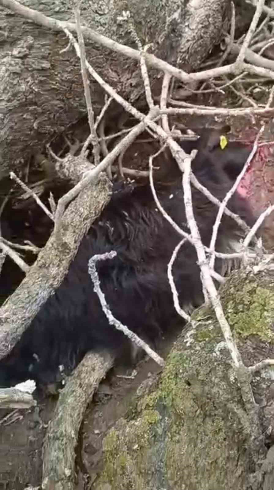 Derecik’te üzerine ağaç devrilen ağıldaki 4 keçi telef oldu
