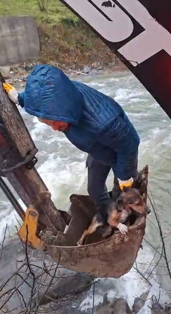 Dereli’de derede mahsur kalan köpek belediye ekiplerince kurtarıldı
