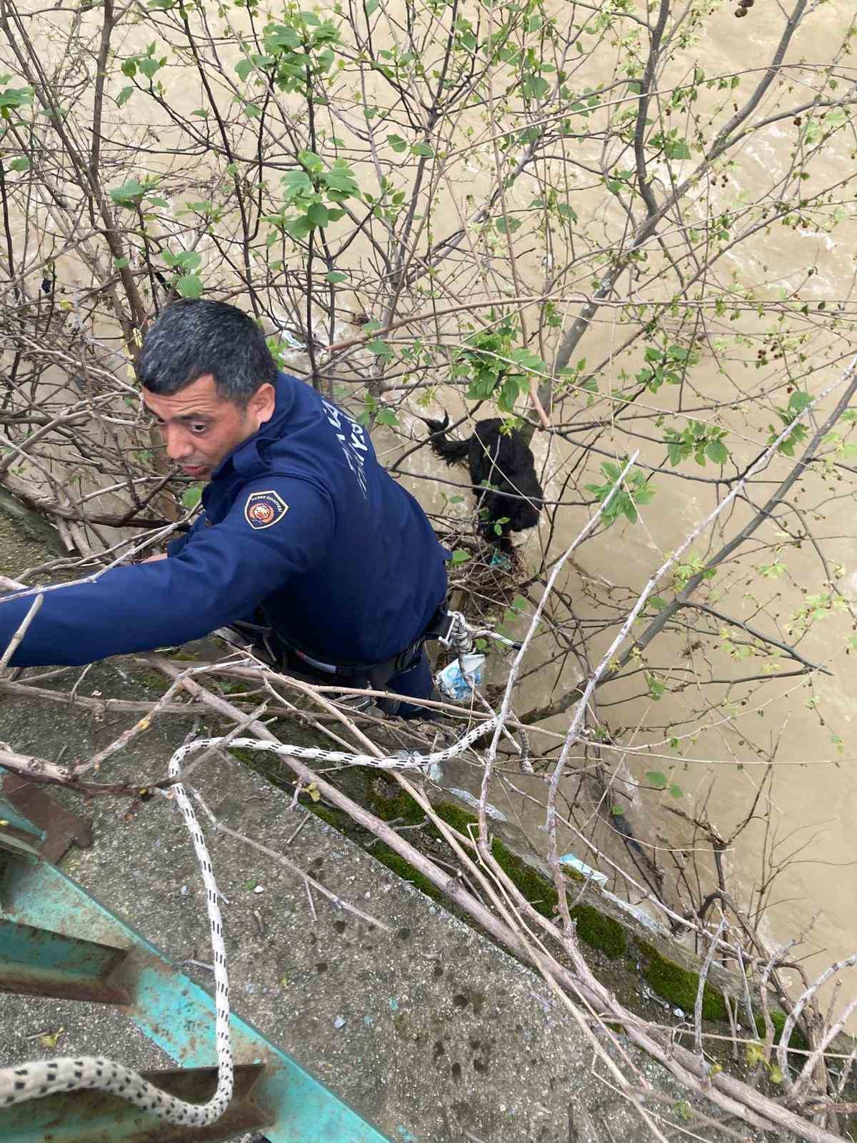 Dereye düşen köpek zorlu operasyonla kurtarıldı
