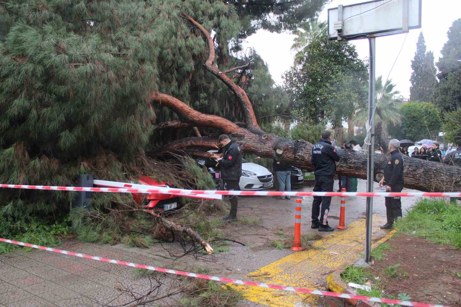 Dev çam ağacı park halindeki araçların üzerine devrildi
