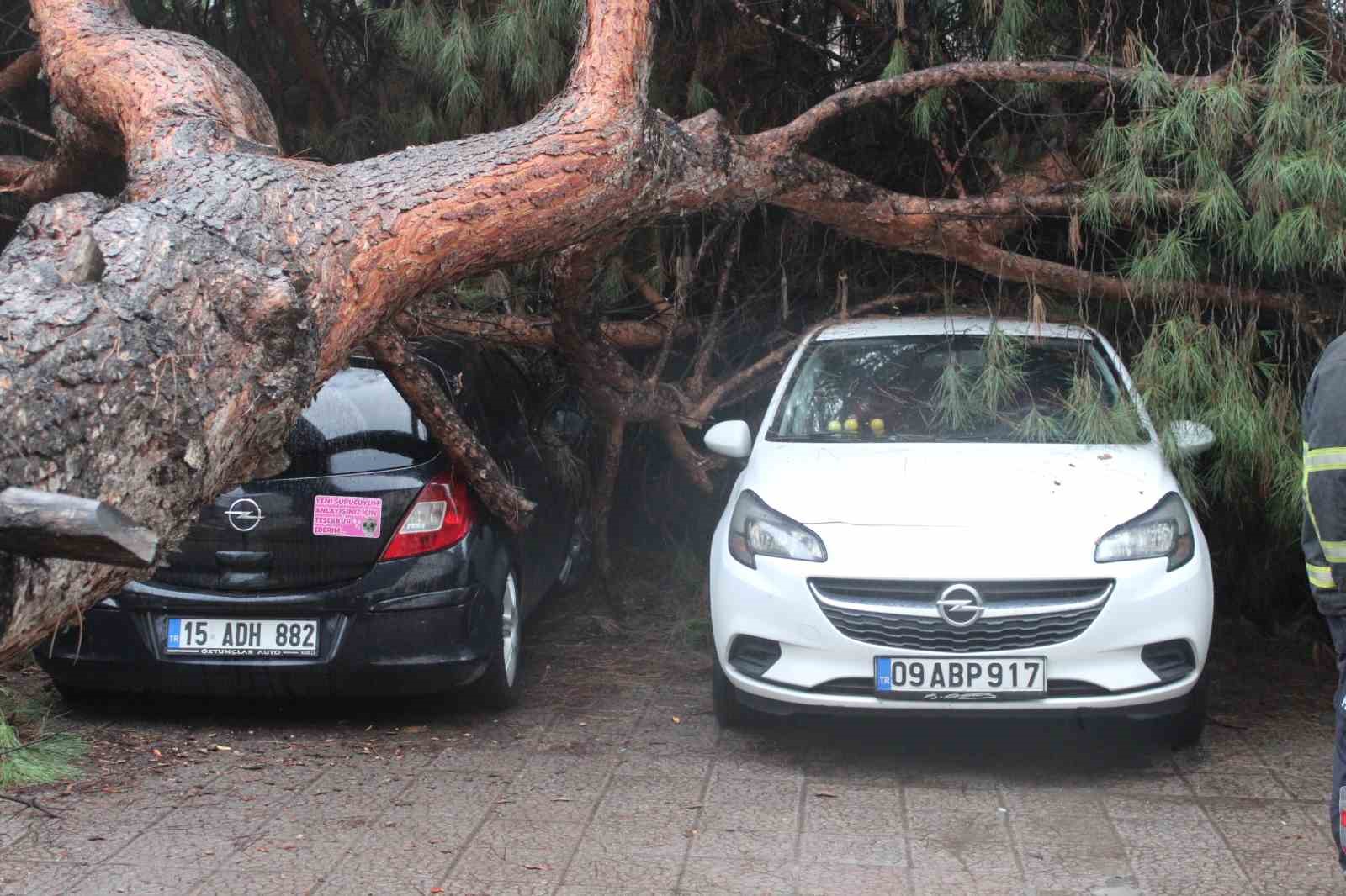 Dev çam ağacı park halindeki araçların üzerine devrildi
