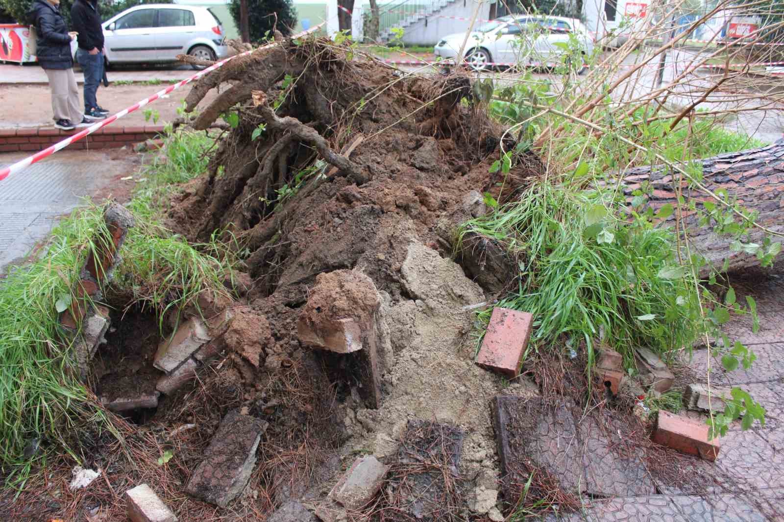 Dev çam ağacı park halindeki araçların üzerine devrildi
