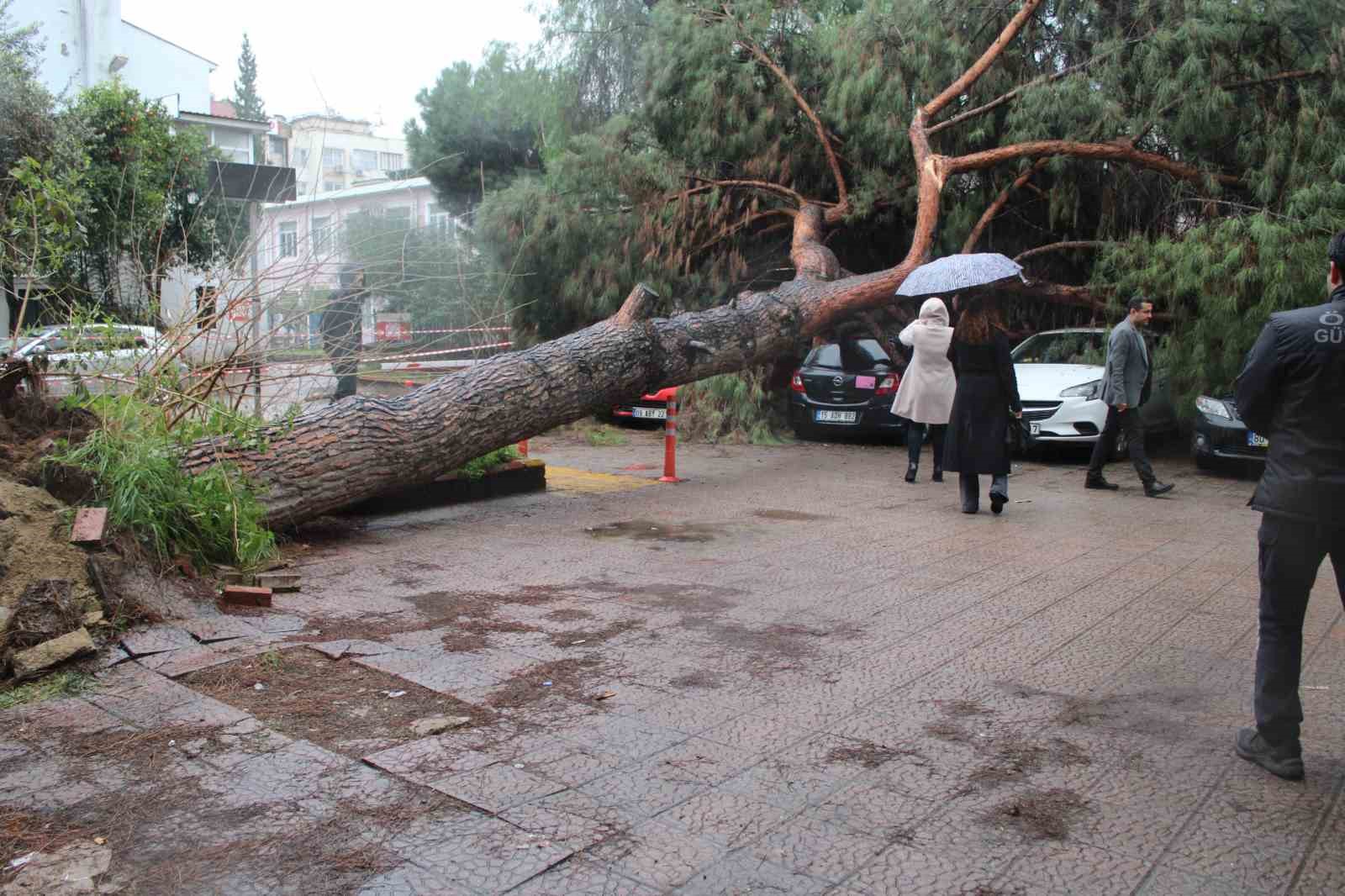Dev çam ağacı park halindeki araçların üzerine devrildi
