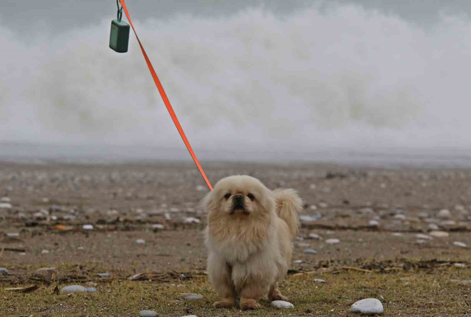 Dev dalgalar sahili dövdü: Martılar balık, define avcıları kıymetli eşya aradı
