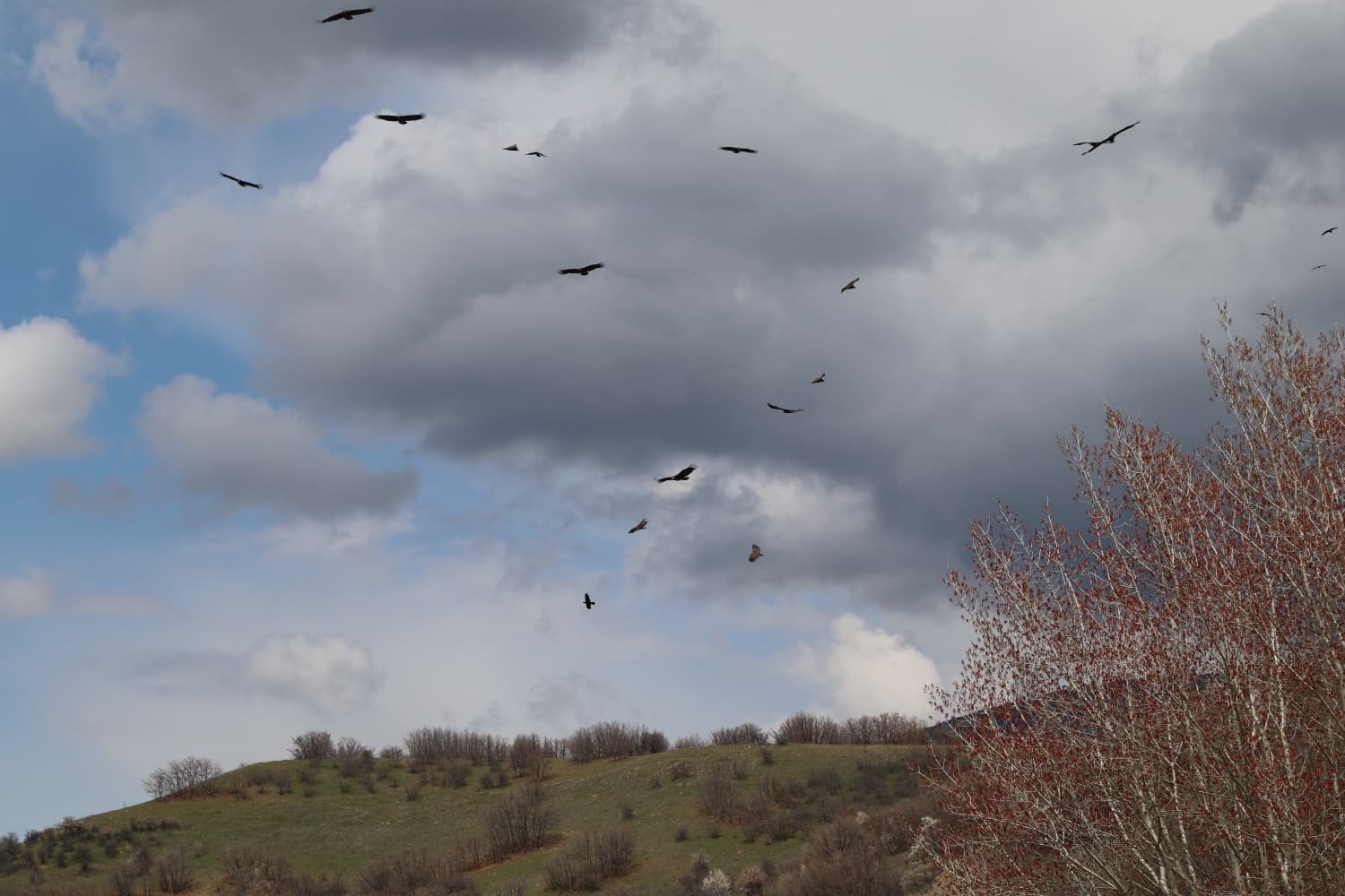 Dev kanatlar Kızılcahamam’da görüntülendi
