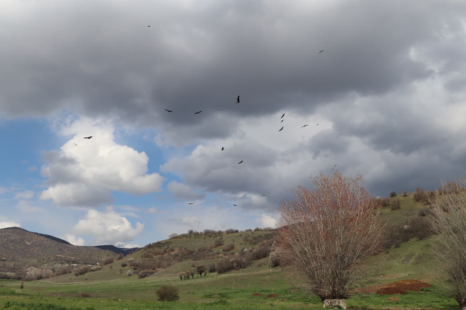 Dev kanatlar Kızılcahamam’da görüntülendi
