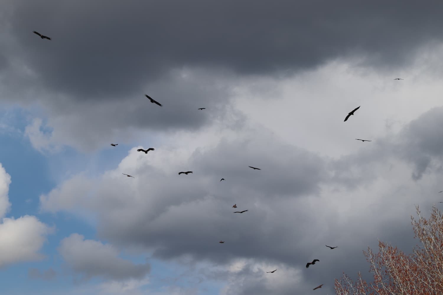 Dev kanatlar Kızılcahamam’da görüntülendi
