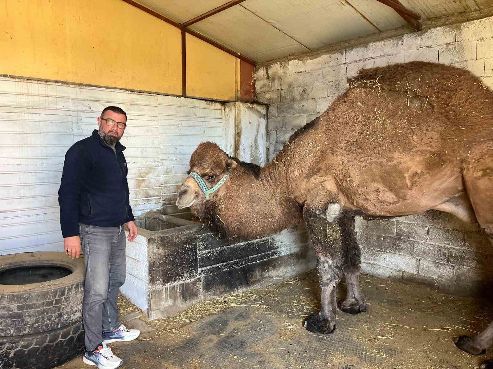 Deve güreşleri iptal edilince develer dinlenmeye çekildi
